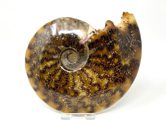 Ammonite Cleoniceras Polished Large 15.5cm