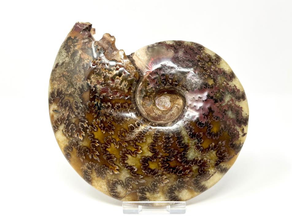 Ammonite Cleoniceras Polished Large 15.5cm