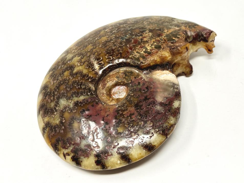 Ammonite Cleoniceras Polished Large 15.5cm