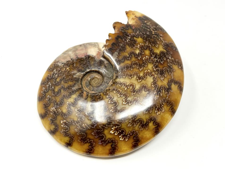 Ammonite Cleoniceras Polished Large 15.5cm