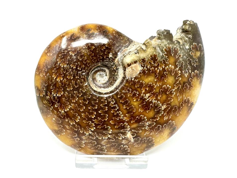 Ammonite Cleoniceras Polished 10cm