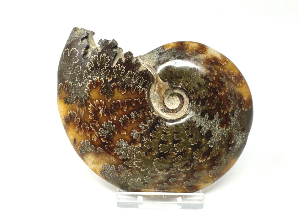 Ammonite Cleoniceras Polished 10cm