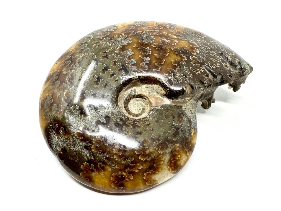 Ammonite Cleoniceras Polished 10cm