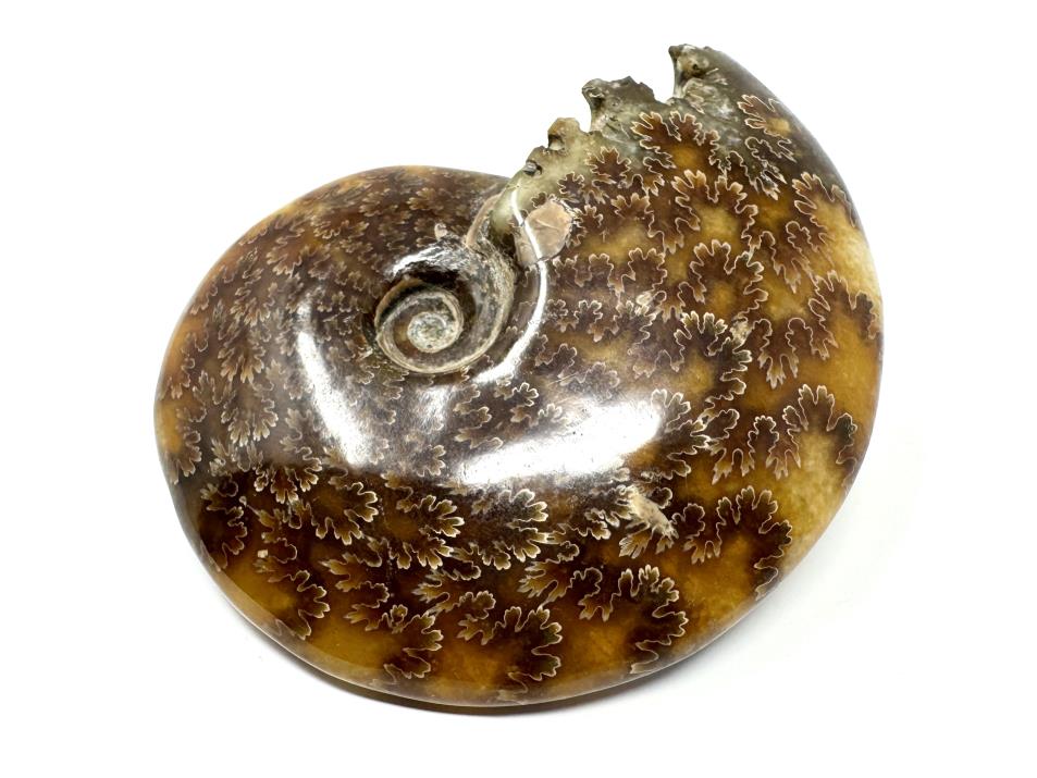 Ammonite Cleoniceras Polished 10cm