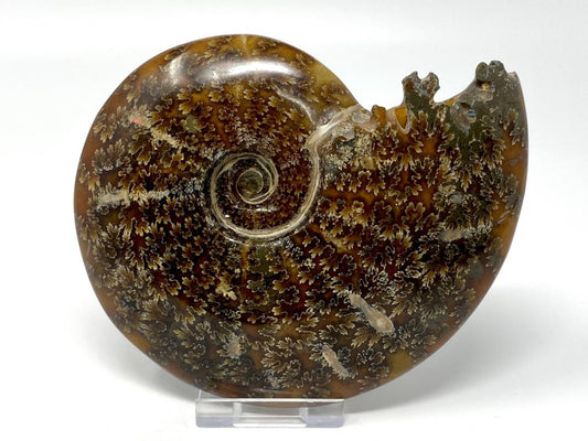 Ammonite Cleoniceras Polished Large 12.8cm