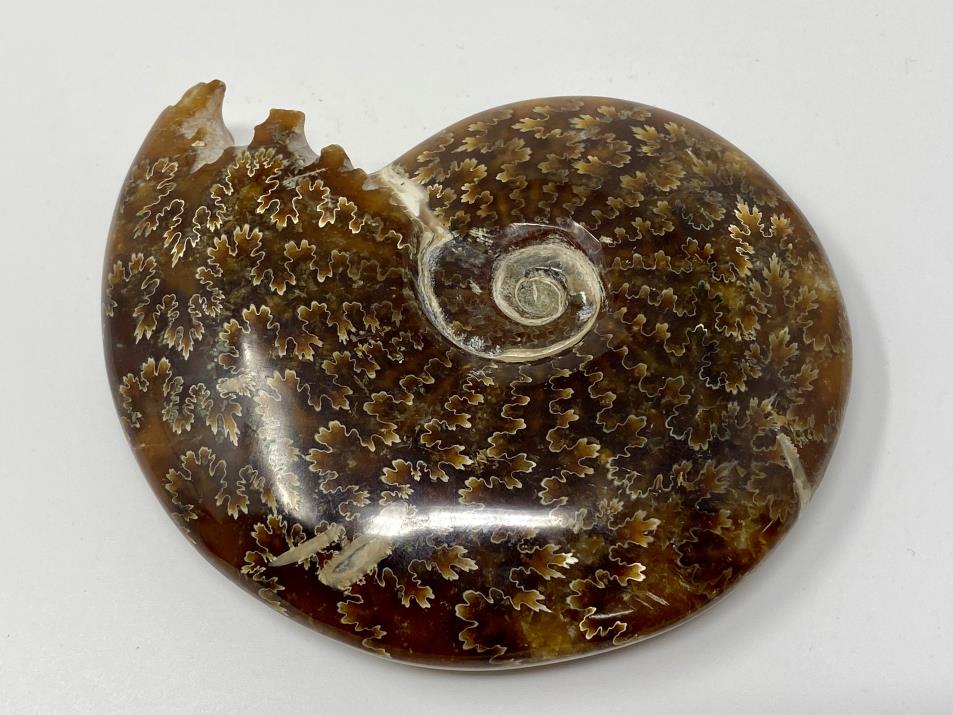 Ammonite Cleoniceras Polished 11.4cm