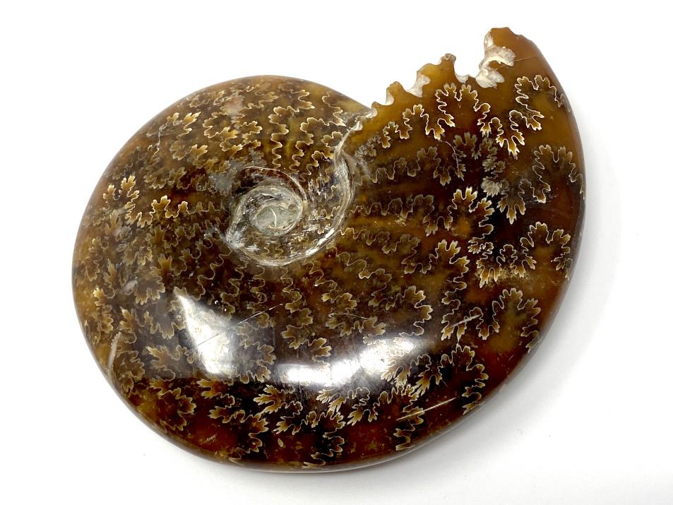 Ammonite Cleoniceras Polished 11.4cm