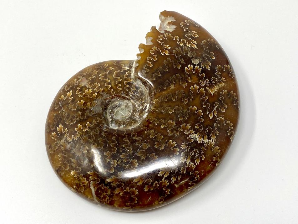 Ammonite Cleoniceras Polished 11.4cm