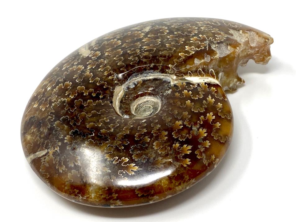 Ammonite Cleoniceras Polished 11.4cm