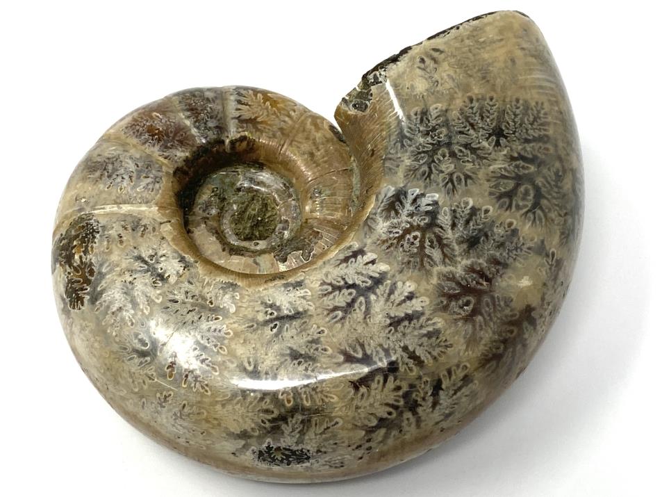 Ammonite Lytoceras Polished 10.2cm