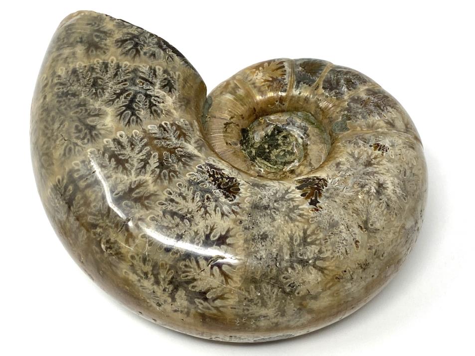 Ammonite Lytoceras Polished 10.2cm