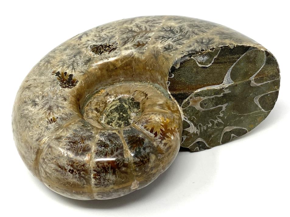 Ammonite Lytoceras Polished 10.2cm