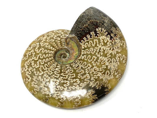 Ammonite Cleoniceras Polished Large 18cm