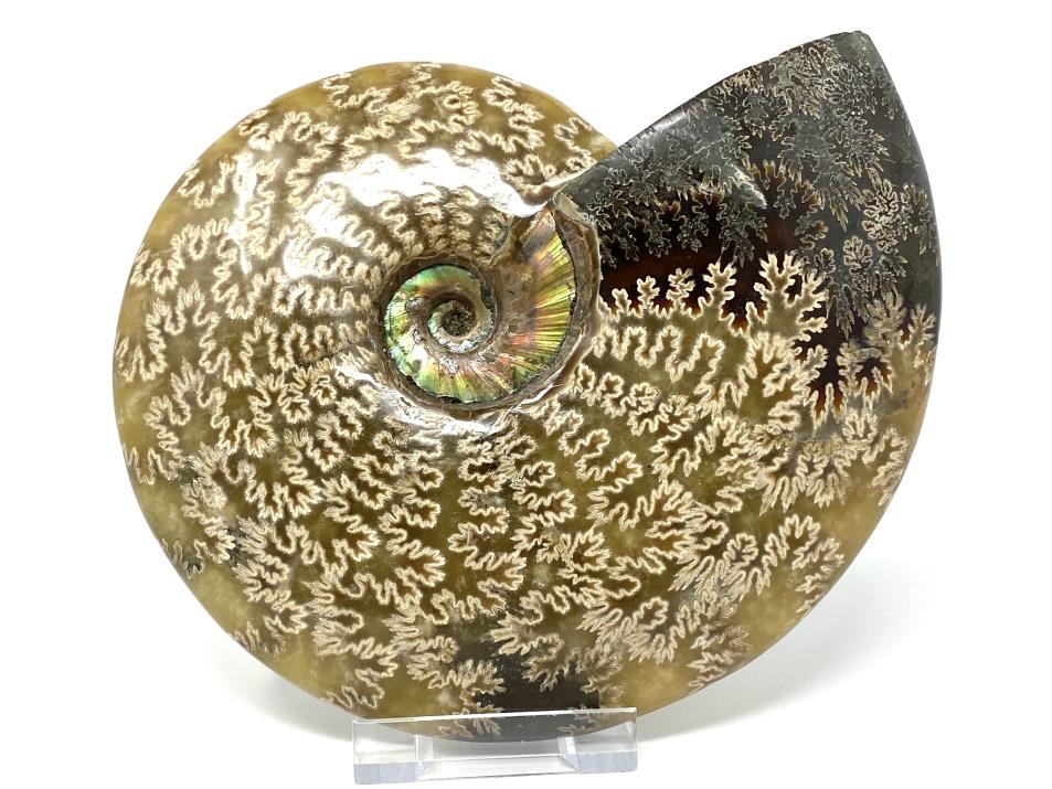 Ammonite Cleoniceras Polished Large 18cm