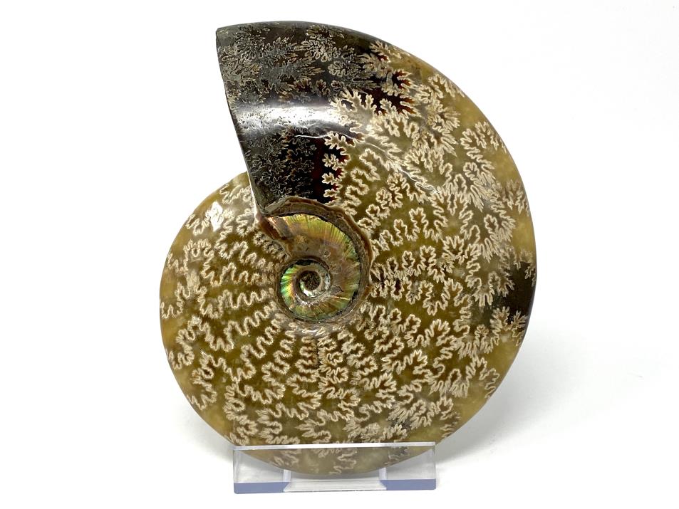 Ammonite Cleoniceras Polished Large 18cm