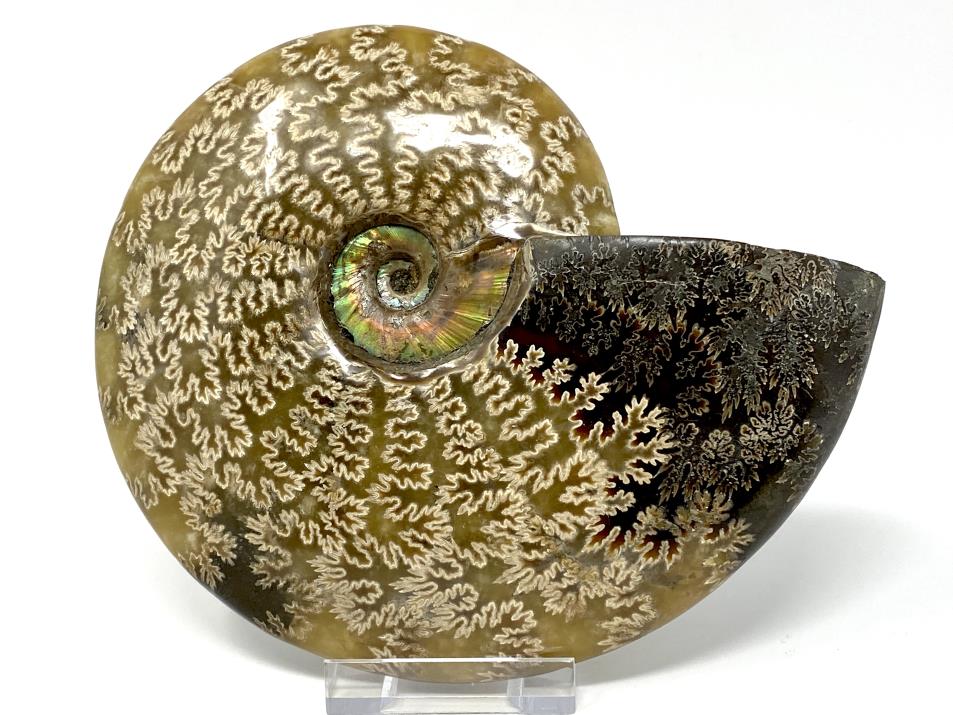 Ammonite Cleoniceras Polished Large 18cm