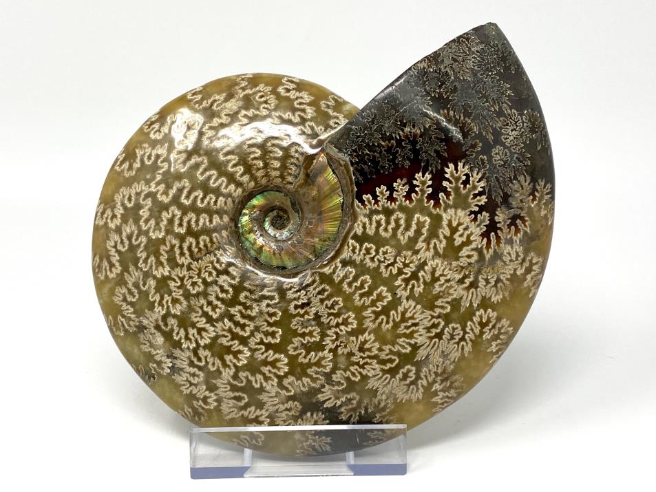 Ammonite Cleoniceras Polished Large 18cm