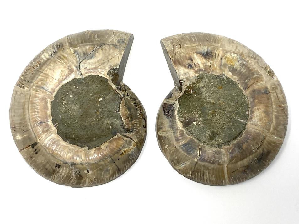 Ammonite Pair 8.5cm