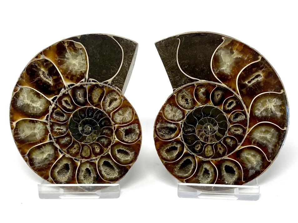 Ammonite Pair 8.5cm