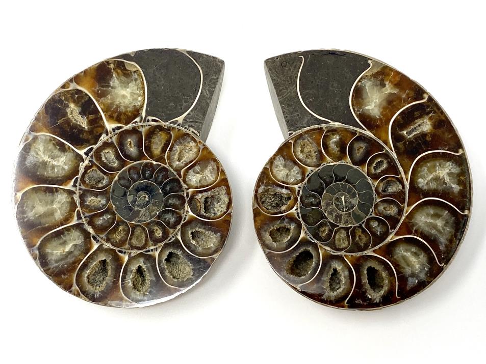 Ammonite Pair 8.5cm