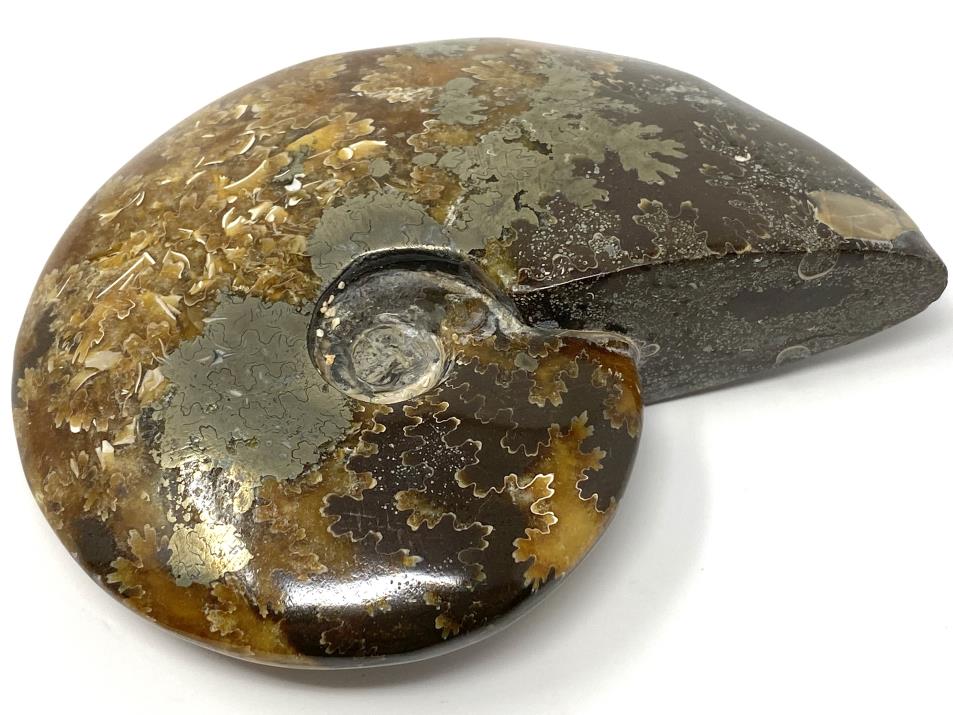 Ammonite Cleoniceras Polished With Pyrite 11.9cm