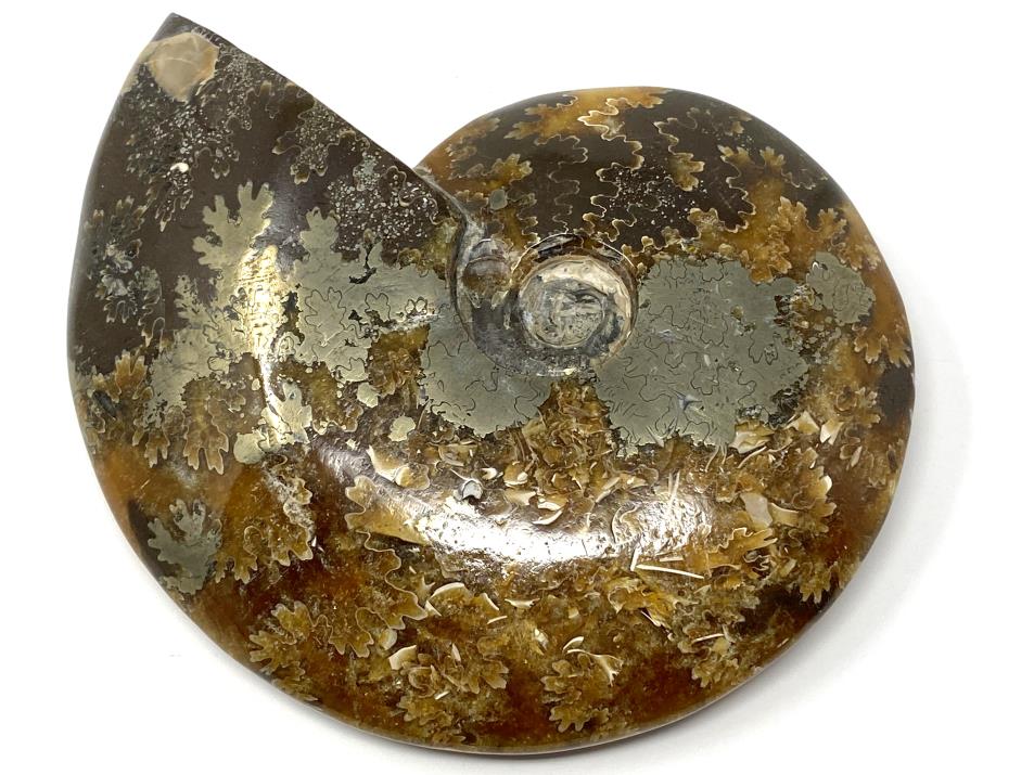 Ammonite Cleoniceras Polished With Pyrite 11.9cm