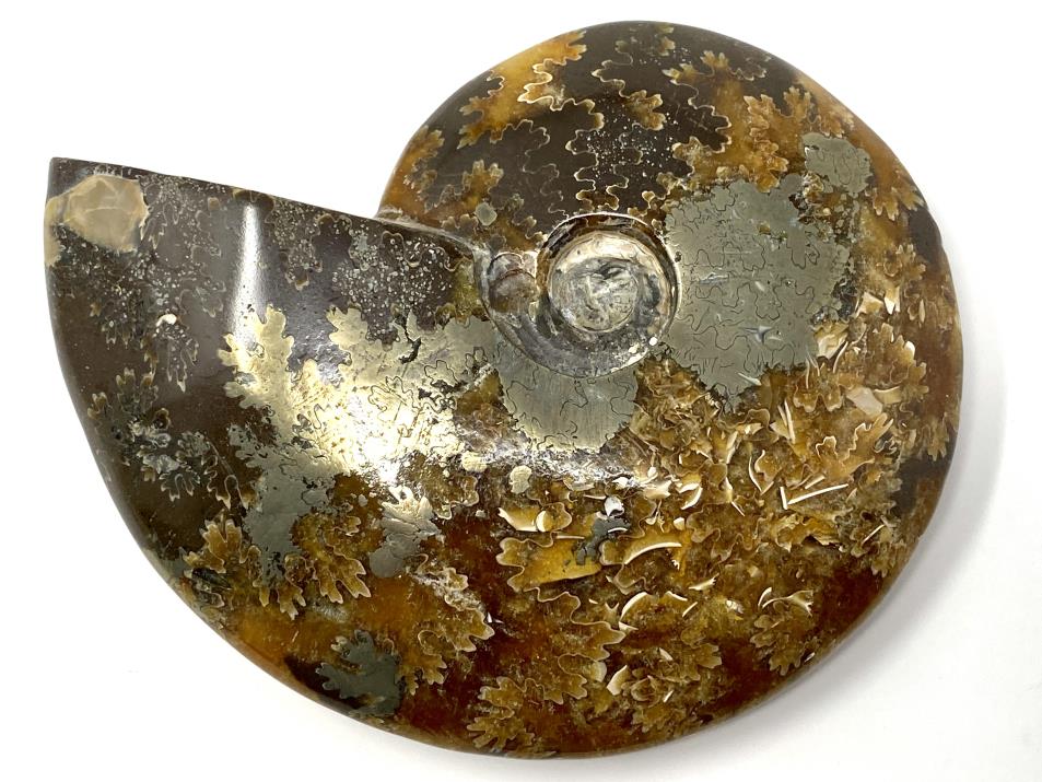 Ammonite Cleoniceras Polished With Pyrite 11.9cm