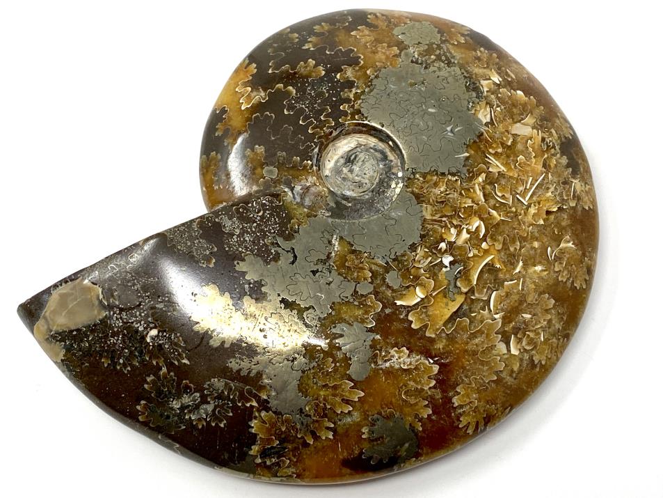 Ammonite Cleoniceras Polished With Pyrite 11.9cm