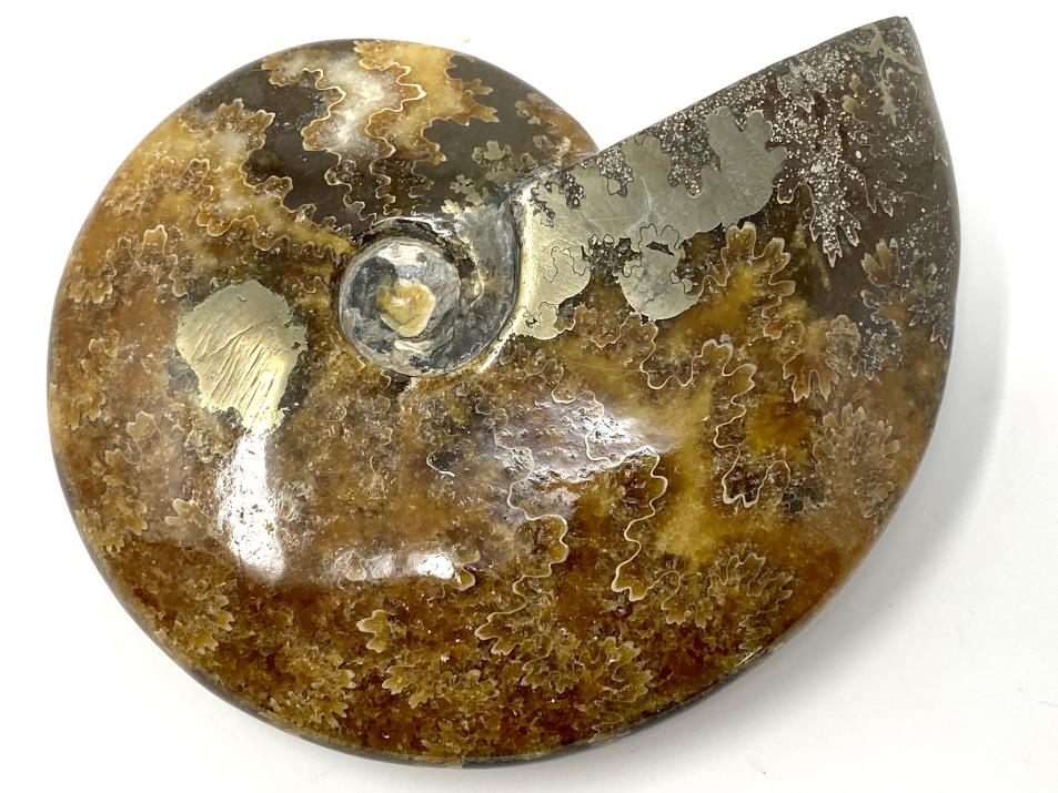 Ammonite Cleoniceras Polished With Pyrite 11.9cm