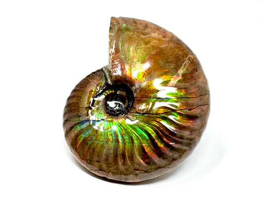 Rainbow Iridescent Ammonite Fossil 5.9cm