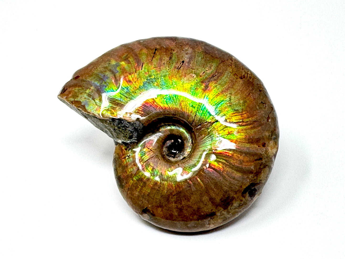 Rainbow Iridescent Ammonite Fossil 4.9cm