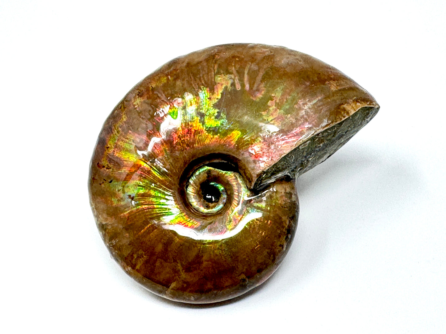 Rainbow Iridescent Ammonite Fossil 4.9cm