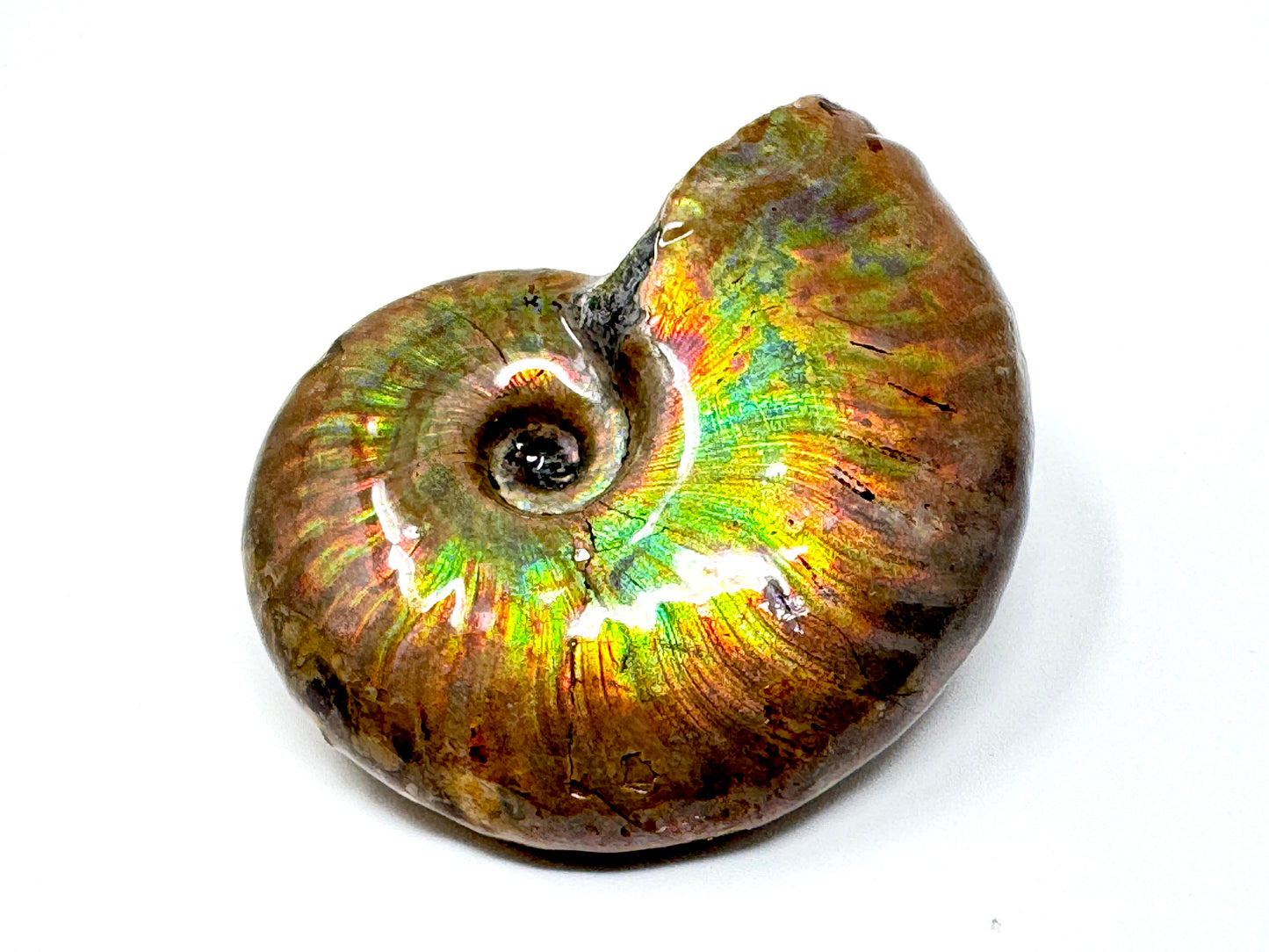 Rainbow Iridescent Ammonite Fossil 4.9cm