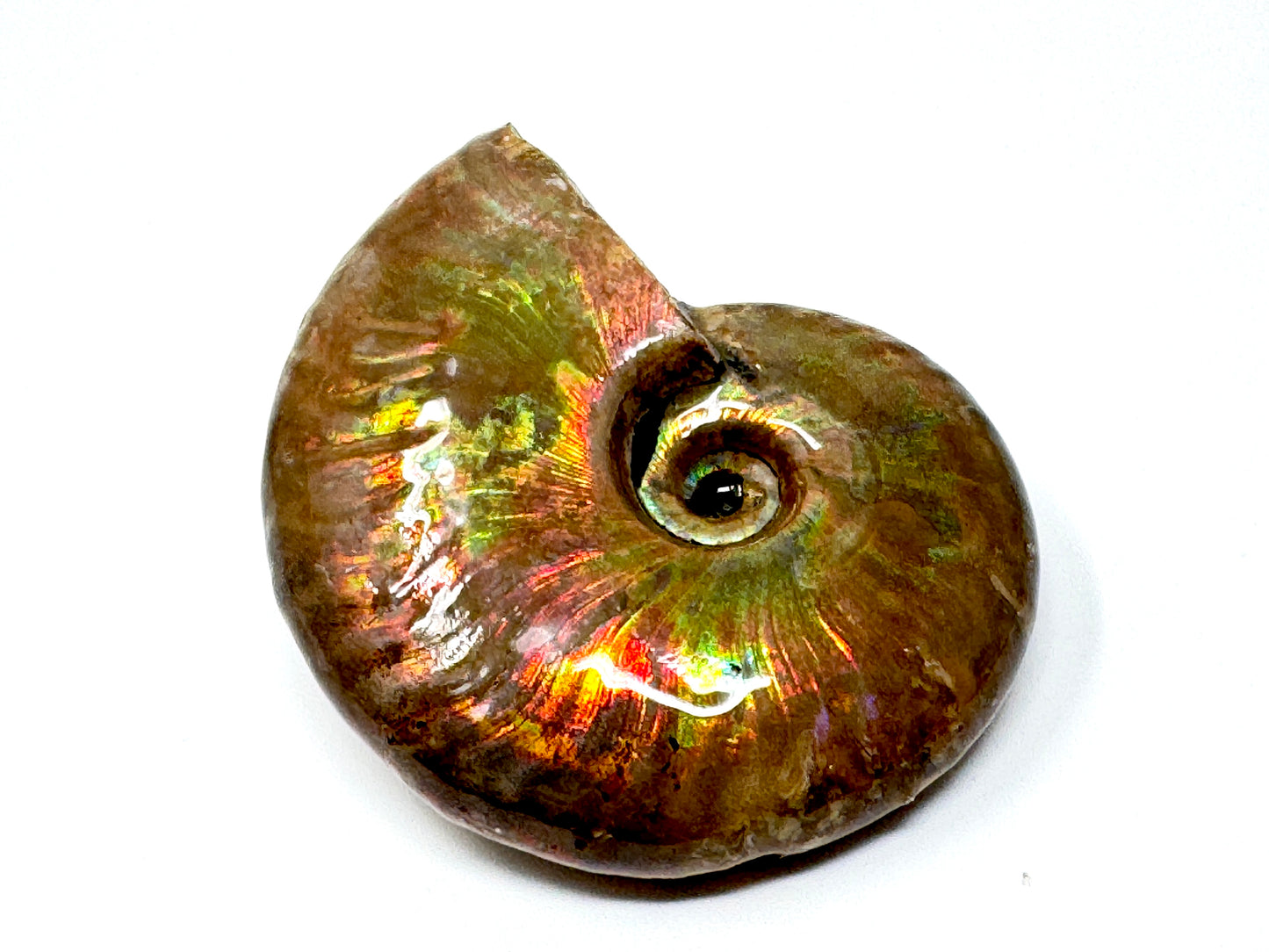 Rainbow Iridescent Ammonite Fossil 4.9cm