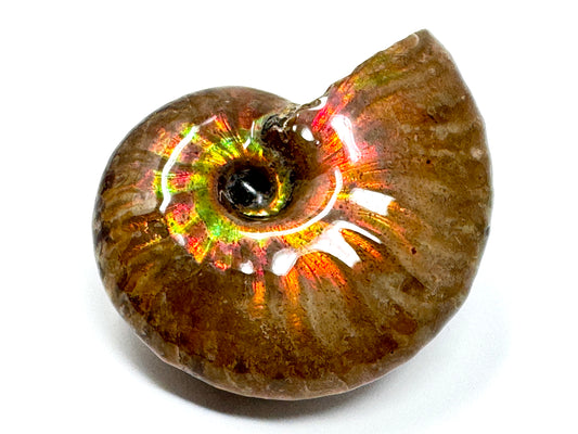 Rainbow Iridescent Ammonite Fossil 5.2cm