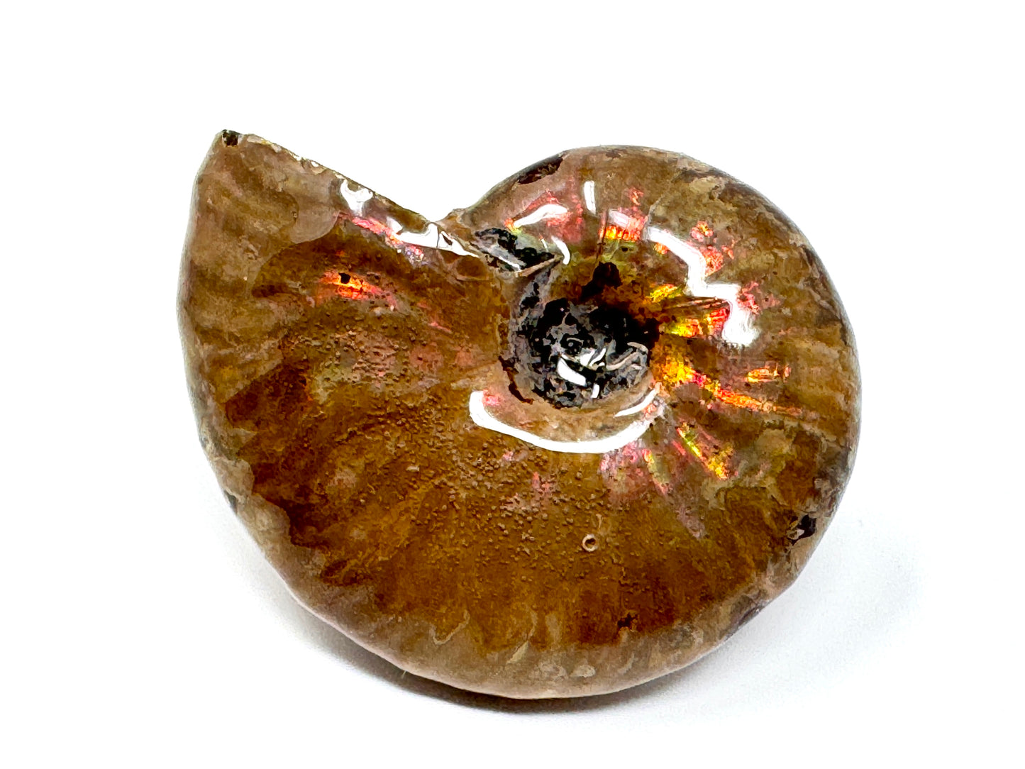 Rainbow Iridescent Ammonite Fossil 5.2cm