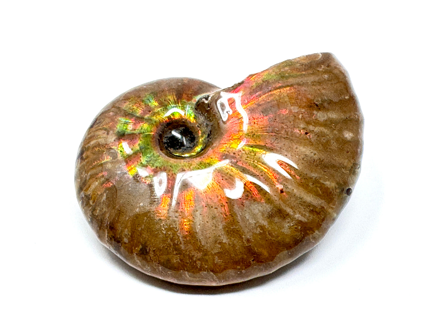 Rainbow Iridescent Ammonite Fossil 5.2cm