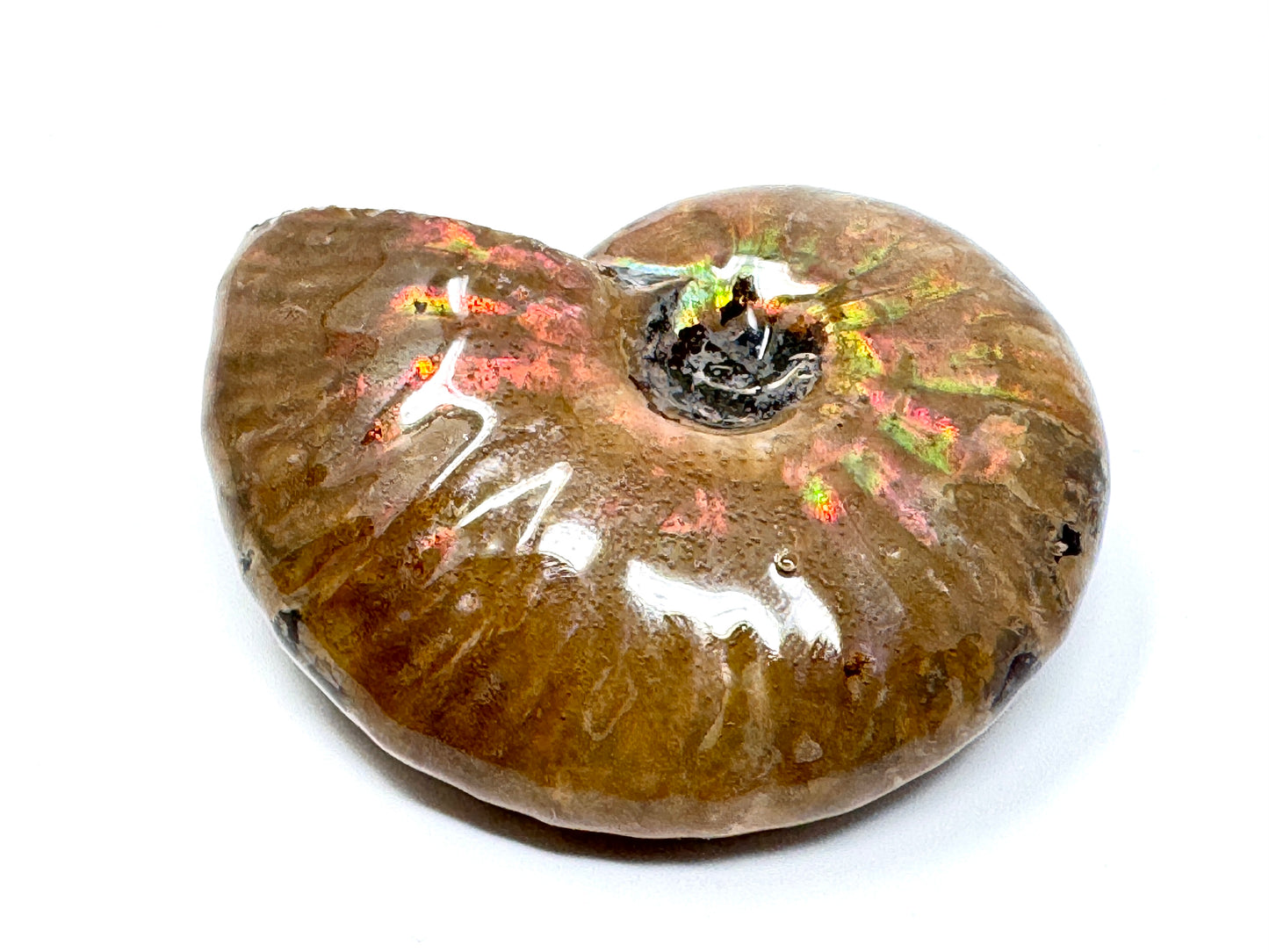 Rainbow Iridescent Ammonite Fossil 5.2cm