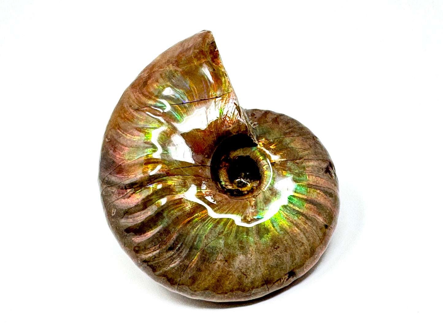 Rainbow Iridescent Ammonite Fossil 5.9cm