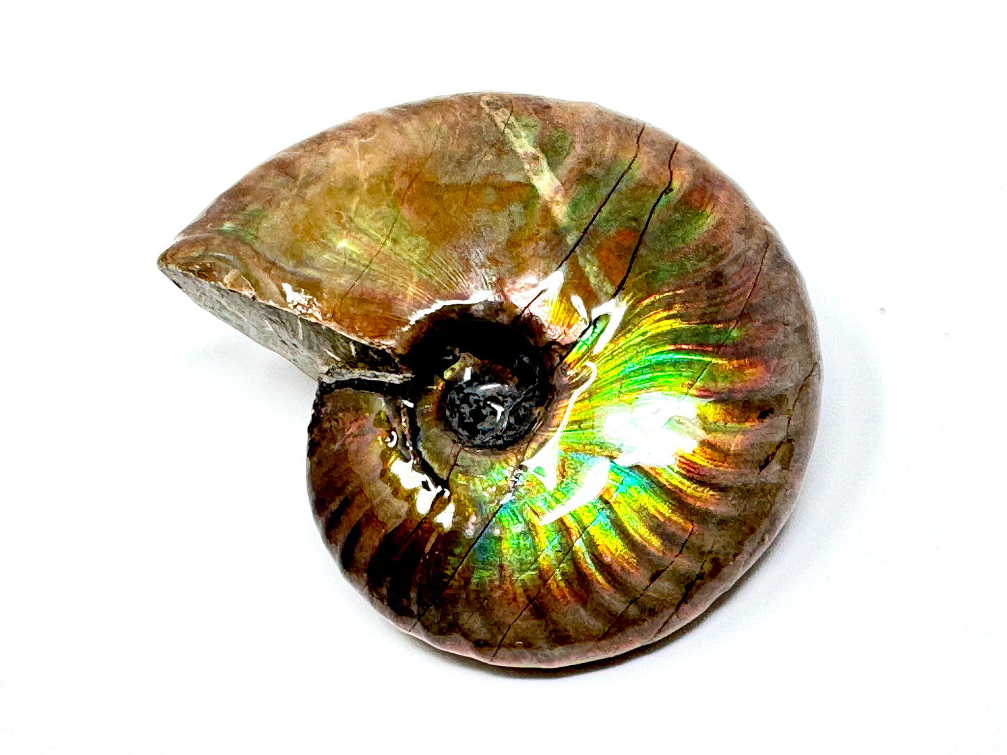 Rainbow Iridescent Ammonite Fossil 5.9cm