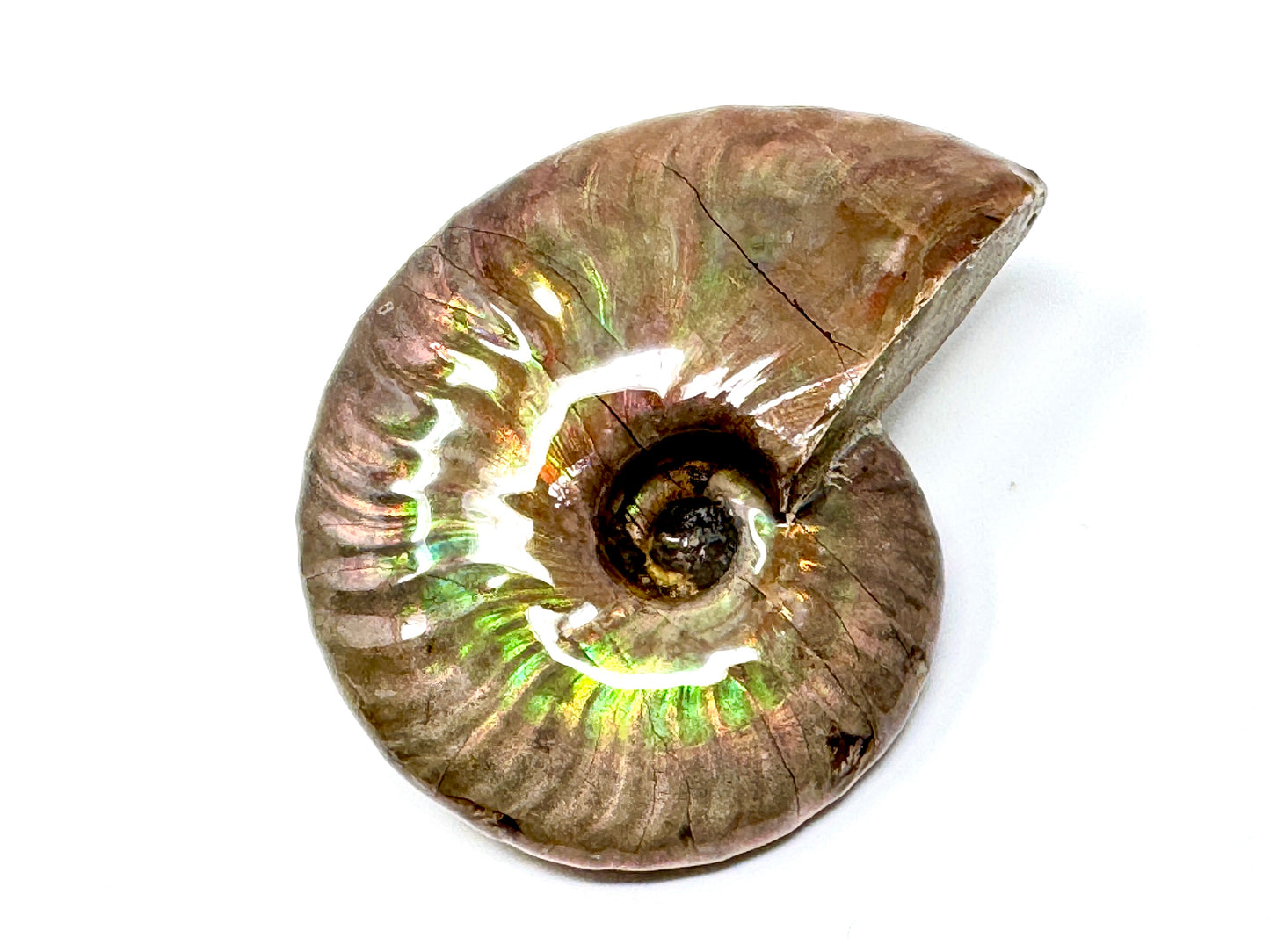 Rainbow Iridescent Ammonite Fossil 5.9cm