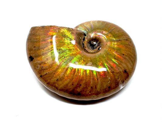 Rainbow Iridescent Ammonite Fossil 4.7cm