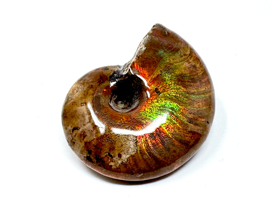 Rainbow Iridescent Ammonite Fossil 4.8cm