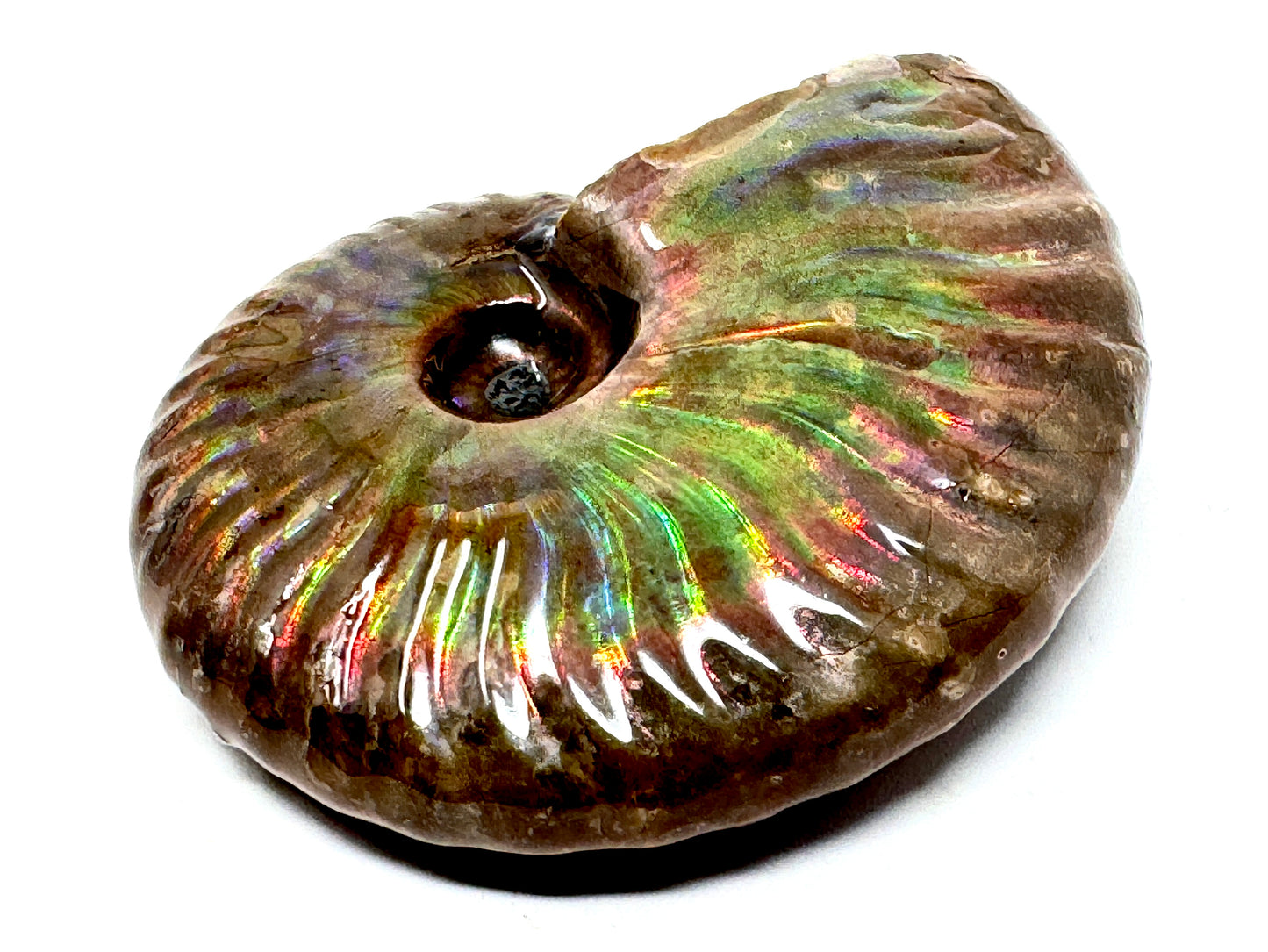 Rainbow Iridescent Ammonite Fossil 5.2cm