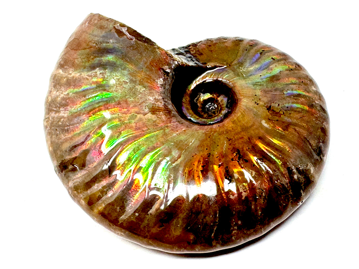 Rainbow Iridescent Ammonite Fossil 5.2cm