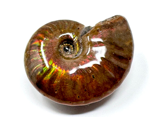 Rainbow Iridescent Ammonite Fossil 5.3cm