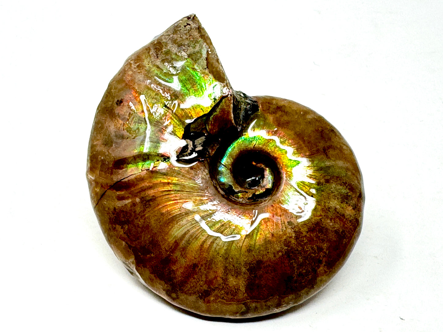 Rainbow Iridescent Ammonite Fossil 5.6cm