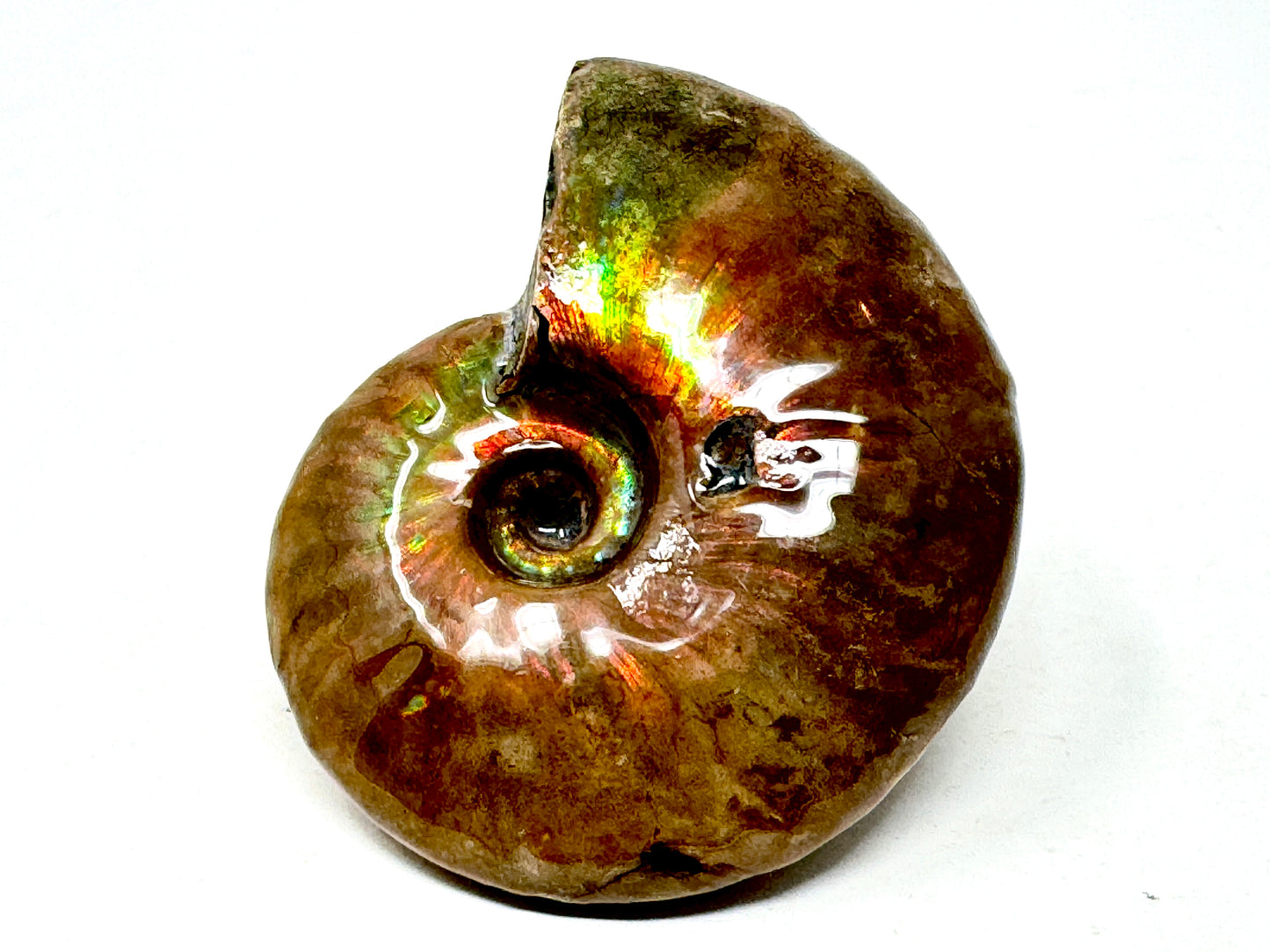 Rainbow Iridescent Ammonite Fossil 5.6cm