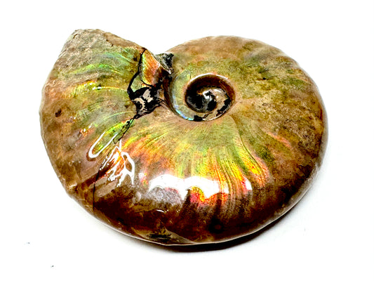 Rainbow Iridescent Ammonite Fossil 5.6cm