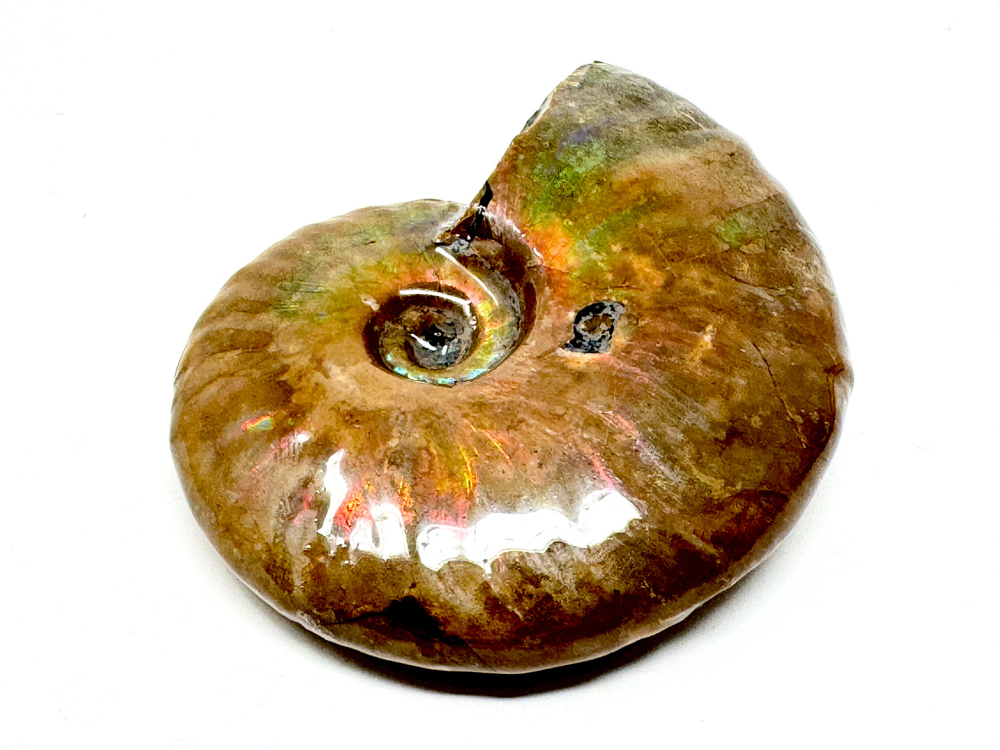 Rainbow Iridescent Ammonite Fossil 5.6cm